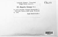 Diaporthe crataegi image